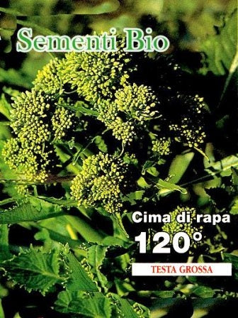 CIMA DI RAPA 120 RSM GR.500